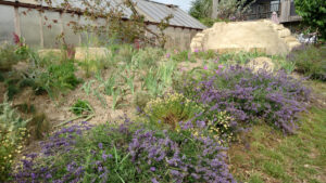 Choose Love garden - at Good Food Matters