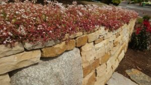 Stirling front garden dey stone terraces