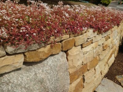 Stirling front garden dey stone terraces